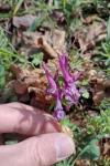 Corydalis solida