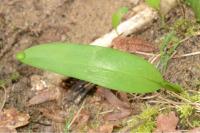 Allium ursinum