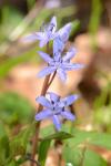 Scilla bifolia