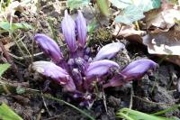 Lathraea clandestina