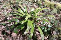 Asplenium scolopendrium