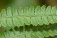 Polystichum setiferum