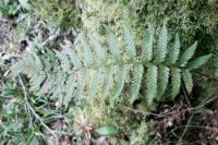 Polystichum aculeatum