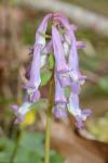 Corydalis solida