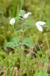 Isopyrum thalictroides