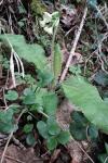 Primula elatior