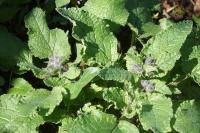 Borago officinalis