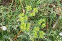 Euphorbia helioscopia