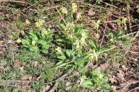 Primula veris