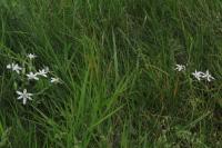 Ornithogalum divergens