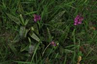 Orchis mascula