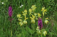 Orchis mascula