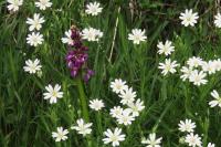 Orchis mascula