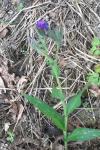 Pulmonaria longifolia