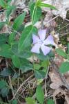 Vinca minor