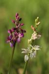 Orchis mascula