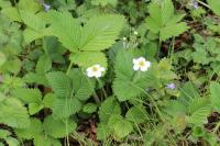 Fragaria vesca