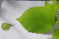 Ulmus laevis