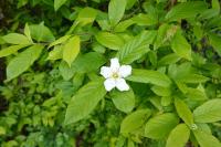 Crataegus germanica
