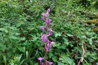 Orchis mascula
