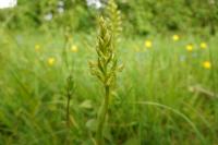 Platanthera chlorantha