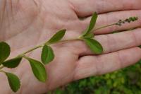 Veronica officinalis