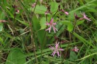 Lychnis flos-cuculi