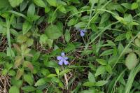 Vinca minor