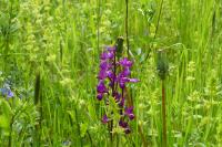 Orchis mascula