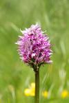 Orchis simia