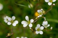 Saxifraga granulata