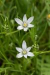 Ornithogalum divergens