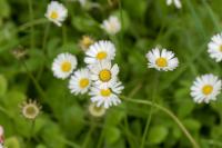 Bellis perennis