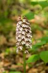 Orchis purpurea