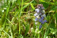 Ajuga reptans