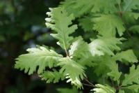 Quercus pyrenaica