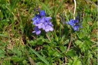 Veronica teucrium