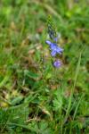 Veronica teucrium