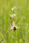 Ophrys apifera
