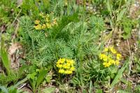 Euphorbia cyparissias
