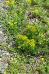 Euphorbia cyparissias