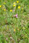 Ophrys apifera