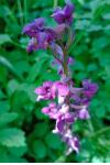 Orchis mascula