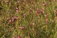Serapias lingua