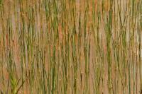Eleocharis palustris