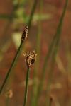 Eleocharis palustris