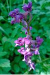 Orchis mascula