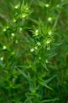 Lithospermum officinale