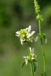 Stachys recta