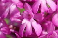 Anacamptis pyramidalis